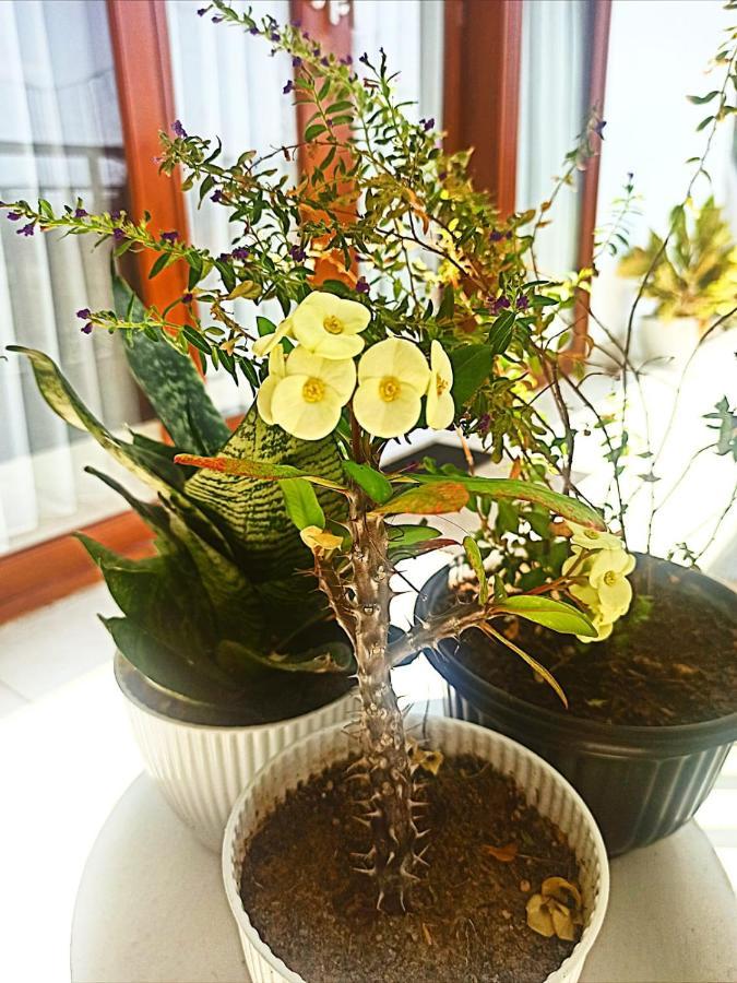 Loka Anyar Guest House 科洛布坎 外观 照片